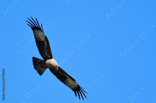 flying bird in the blue sky