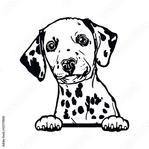 Dalmatian - Funny Dog, Vector File, Cut Stencil for Tshirt