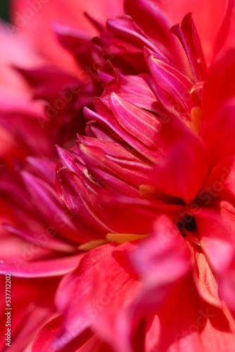 Gorgeous full blooming dark pink Dahlia flowerhead, close up macro photography. 