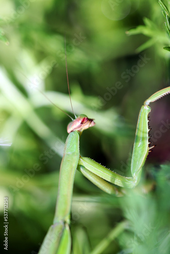 Giant Mantis (Ookamakiri) sneaking around the weed bush for hunting. Closeup macro photography.