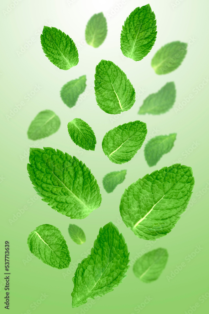 Levitation of mint leaves on green background. Levitation of mint leaves on green background.