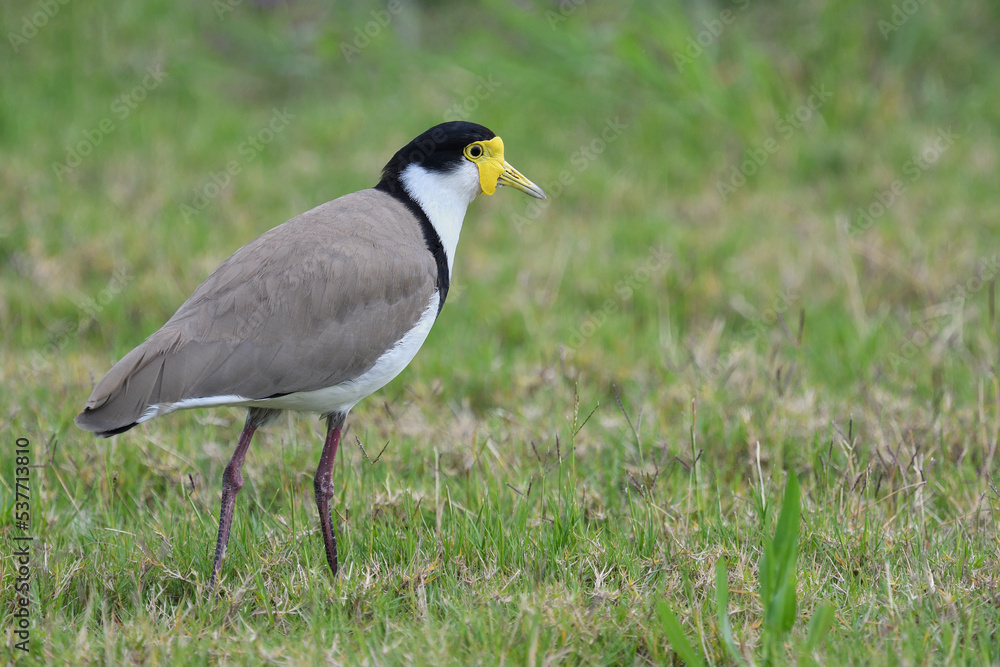 Ground dwelling Australian adult Masked Lapwing walking short grass looking for food Ground dwelling Australian adult Masked Lapwing walking short grass looking for food