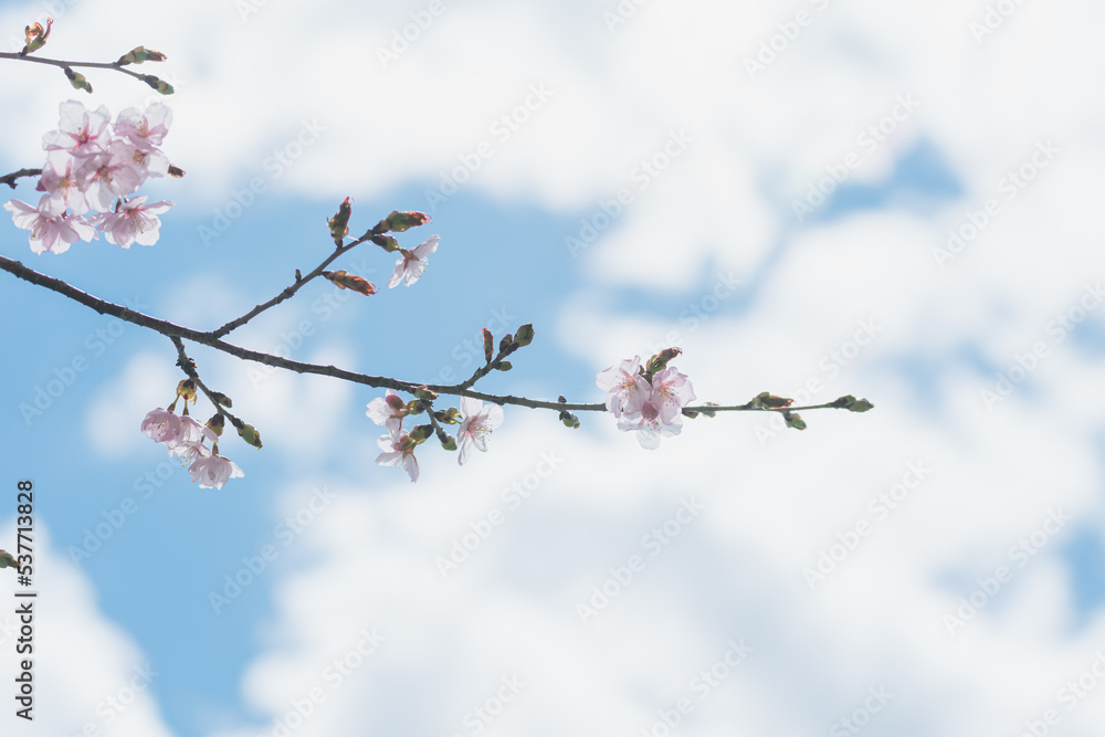 北海道の桜 北海道の桜