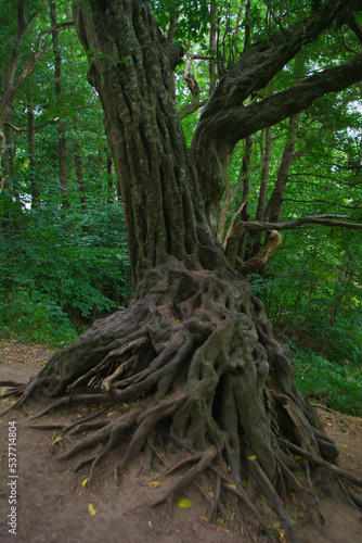 Old oak tree next to haitabu  Unesco World heritage site in a forest