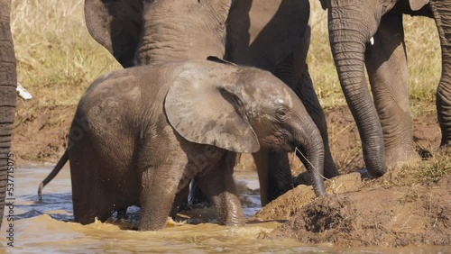 Baby elephant plays in water among other young elephants, then climbs up the embankment triumphantly