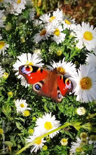 Bright Butterfly Aglais io on white flowers. Growing chrysanthemums.