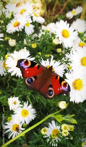 Bright Butterfly Aglais io on white flowers. Growing chrysanthemums.