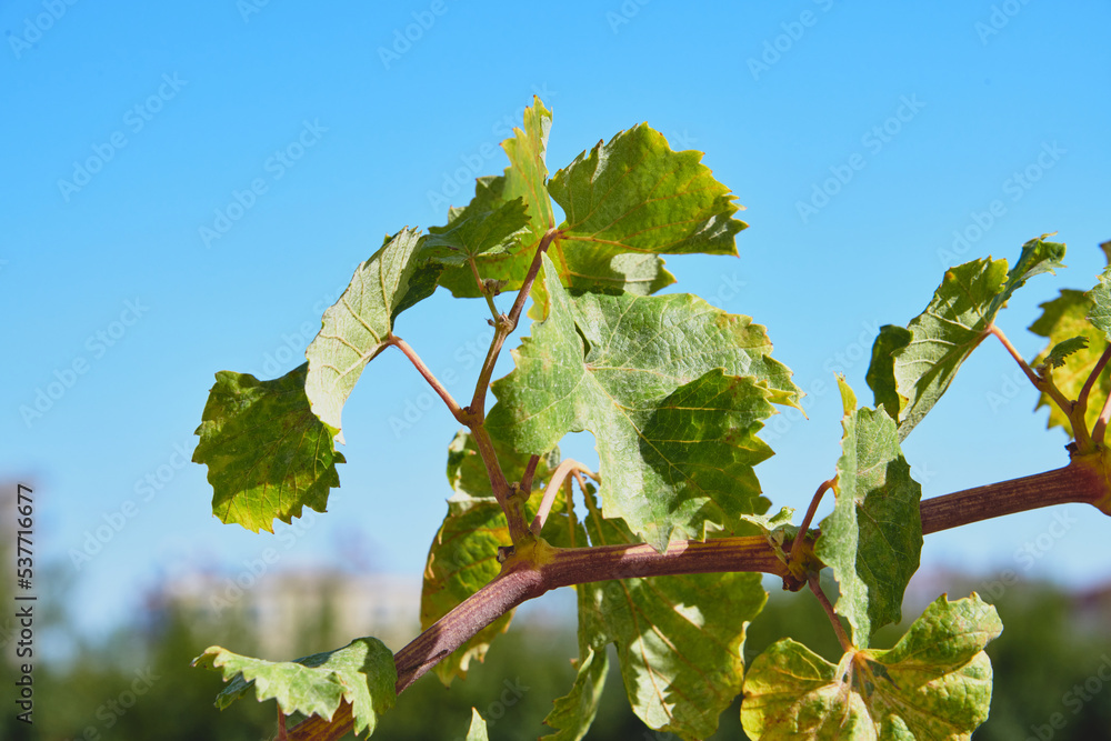 Vine leaves and unripe grapes on a sunny day Vine leaves and unripe grapes on a sunny day