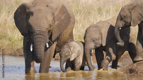 Baby elephant stands in water amongst herd, splashing with tiny trunk