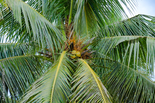 Coconut tree with coconut on it