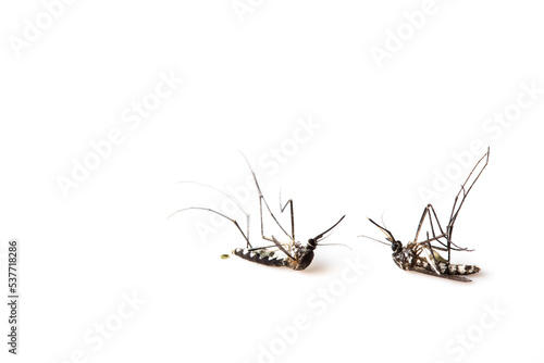 mosquito dead on isolated whited background. mosquito disease
