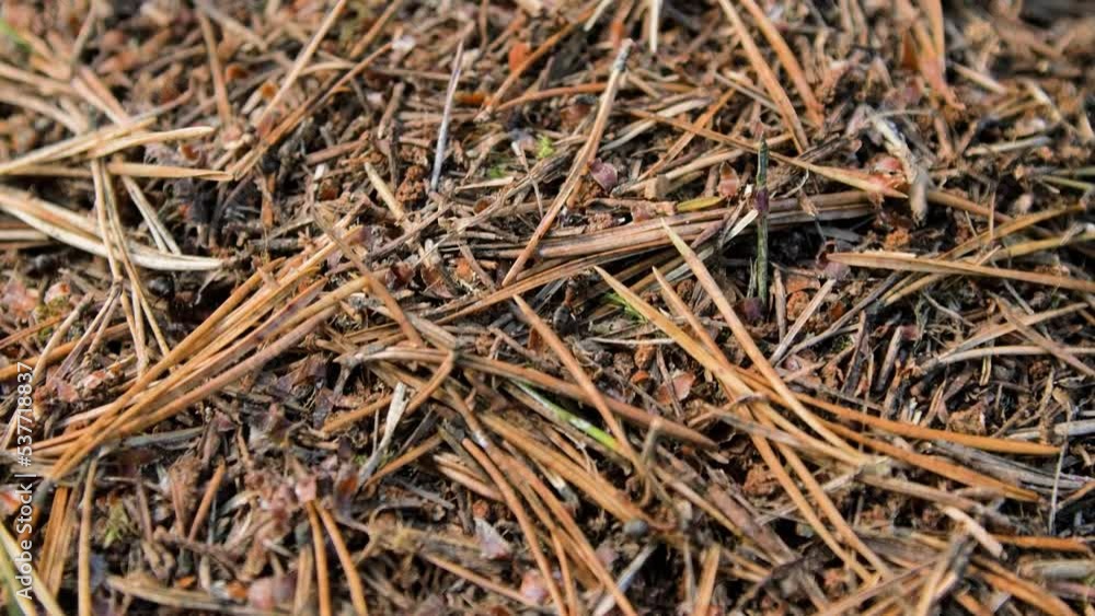 Crawling ants on the forest floor, anthill at coastal pine tree forest in autumn, shallow depth of field, handheld closeup shot Crawling ants on the forest floor, anthill at coastal pine tree forest in autumn, shallow depth of field, handheld closeup shot