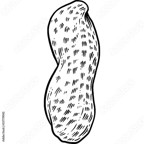 Hand drawn Peanut Sketch Illustration