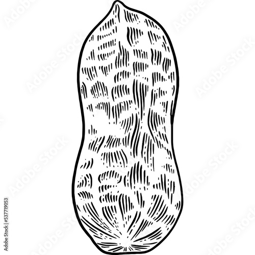 Hand drawn Peanut Sketch Illustration