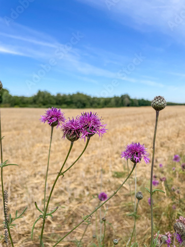 Spotted knapweed