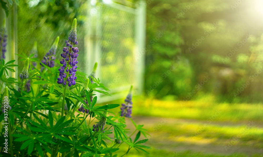Fototapeta premium Purple lupine flowers on a green background. Summer flowers in the garden. Green background with lupines.