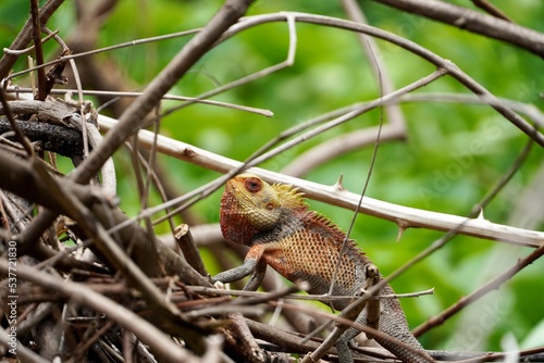 Colorful exotic lizard with sharp spikes in the back hunting. Oriental garden lizard. Colorful head of an aroused animal. Indian chameleon in dry branches of a tree.
