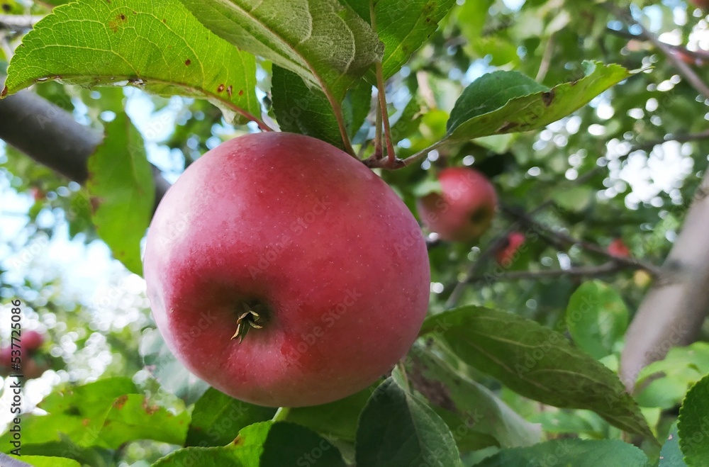 Very beautiful growing red apples on the branches. Apple tree with fruits. Autumn. Harvest of apples. Very beautiful growing red apples on the branches. Apple tree with fruits. Autumn. Harvest of apples.