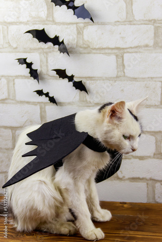 Fototapeta Naklejka Na Ścianę i Meble -  Beautiful cat wearing in Halloween bat costume