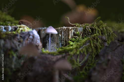 a filigree small mushroom in a tree root  with light spot in the forest. Forest