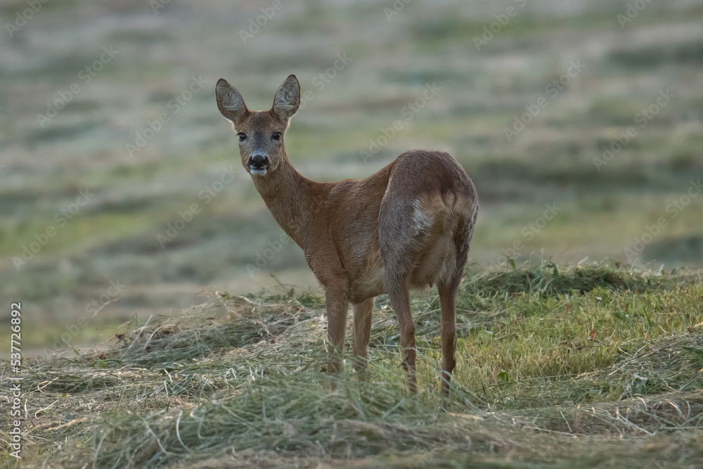 Roe deer on a freshly mown summer meadow