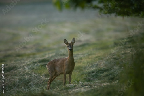 Roe deer on a freshly mown summer meadow © IlonaS