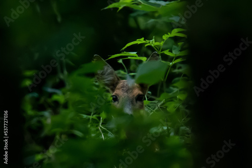 hunting background, antler, fiel, animal, natural beauty, deer looks through leaves in the forest © IlonaS