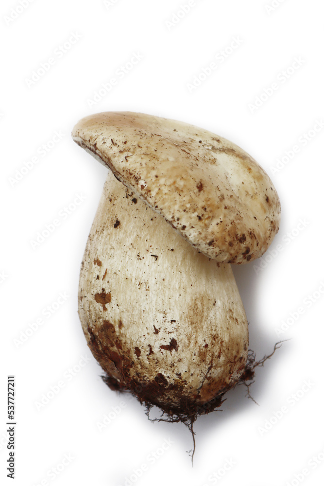Big white Porcino mushroom isolated on white background. Boletus edulis. Also called penny bun, porcini, cep, porcino or  king bolete