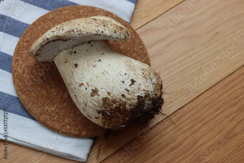 Big white Porcino mushroom on wooden table. Boletus edulis. Also called penny bun, porcini, cep, porcino or  king bolete photo