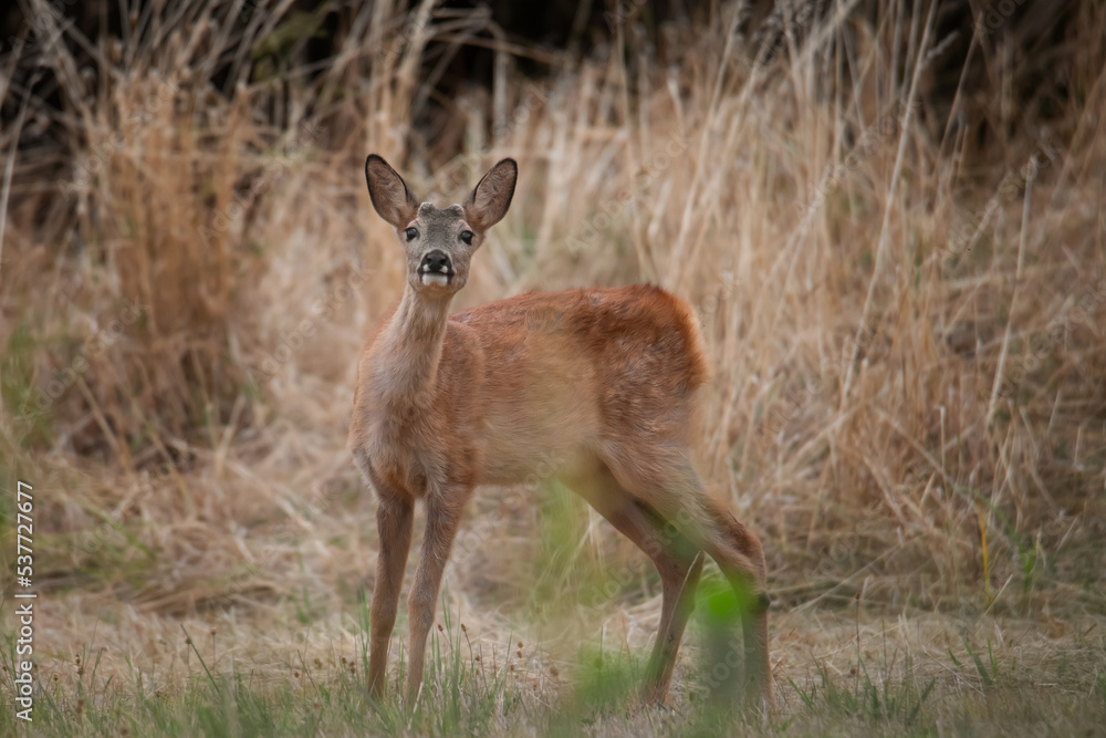 young deer scenting the meadow young deer scenting the meadow