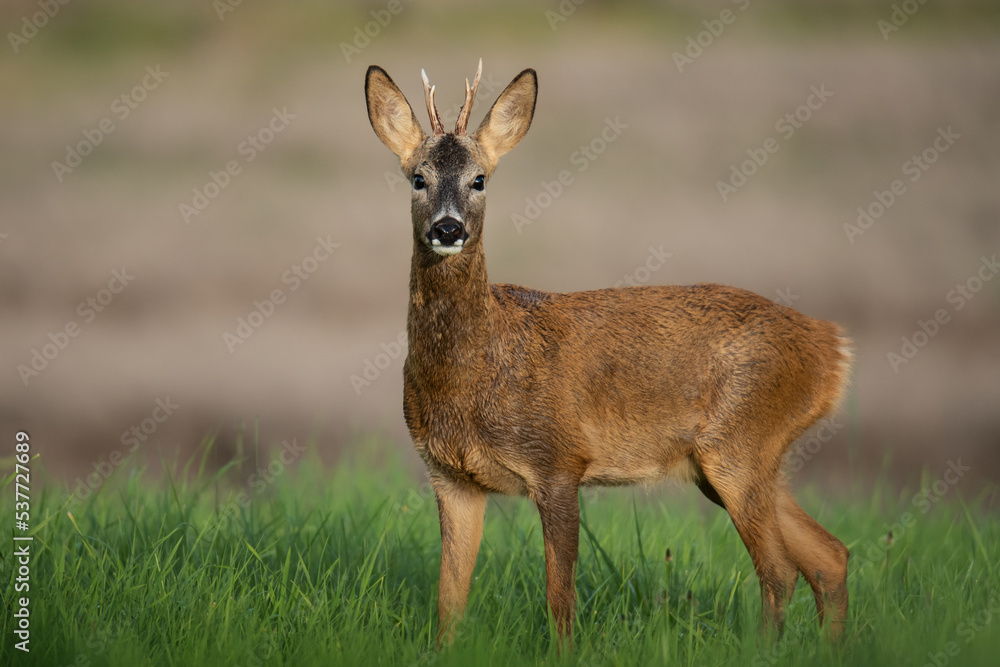 attentive deer with pricked ears attentive deer with pricked ears