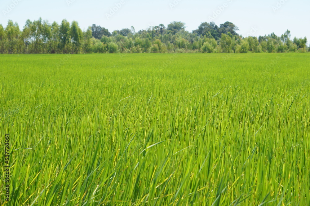 Green fresh rice field farm farming planting agriculture nature landscape greenery scenery background banner backdrop Green fresh rice field farm farming planting agriculture nature landscape greenery scenery background banner backdrop