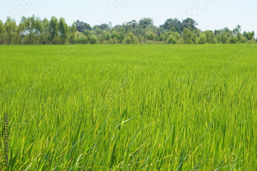 Green fresh rice field farm farming planting agriculture nature landscape greenery scenery background banner backdrop  
