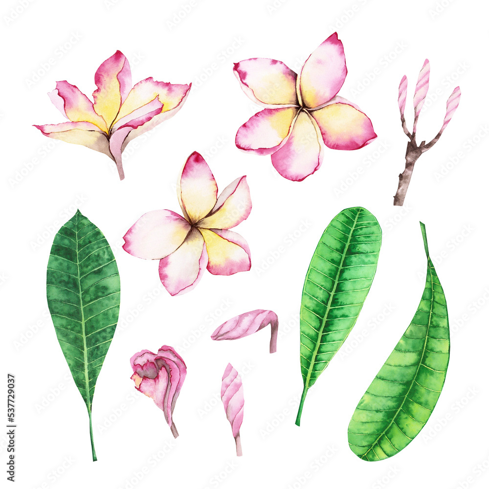 Plumeria Tropical Flowers watercolor collection Plumeria Tropical Flowers watercolor collection