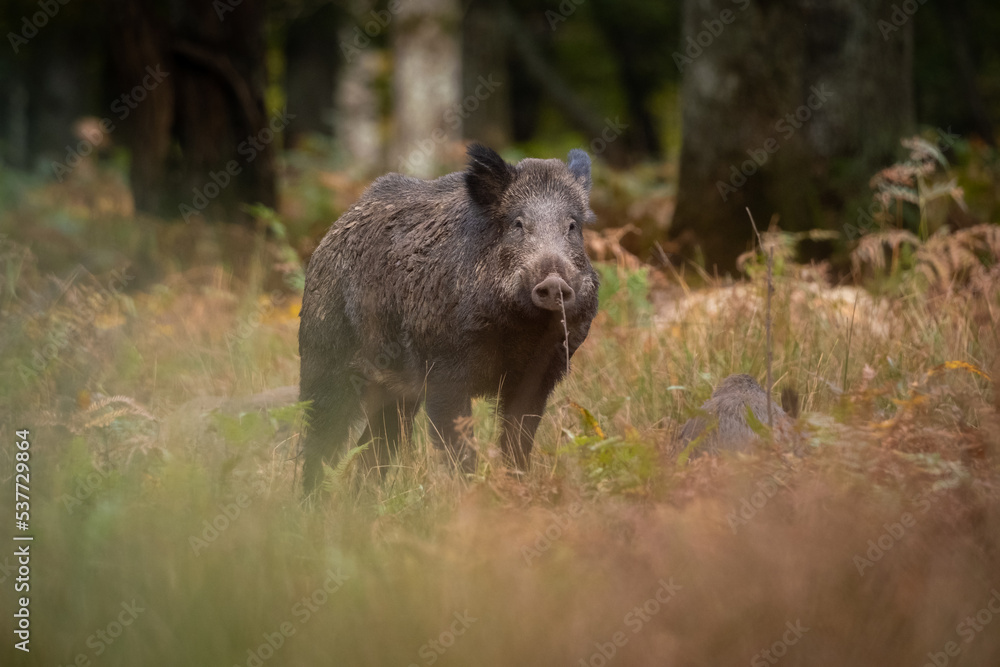un sanglier avec de la boue sur le poil un sanglier avec de la boue sur le poil
