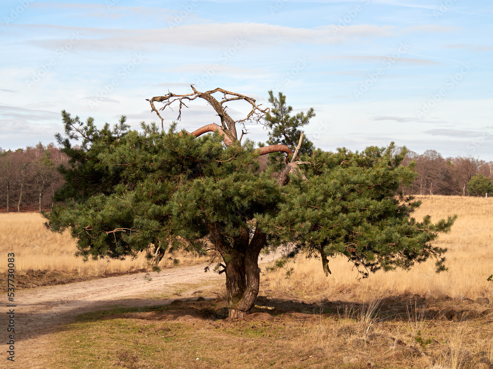 Fototapeta premium Trees in nature