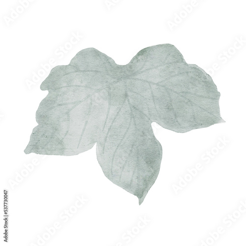 watercolor leaf plant isolated on transparency background ep04 photo