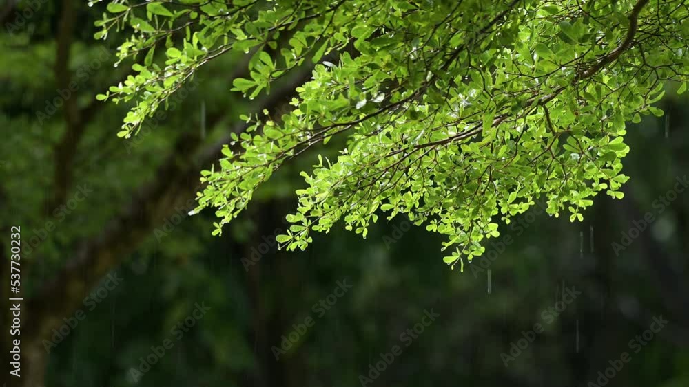raining shower in the dense forest, close-up of rainfall in jungle, water droplets fixed on green leaves, Raining day in tropical forest. rain drop on leaf tree.Heavy Rain Falling On Tree Leaves raining shower in the dense forest, close-up of rainfall in jungle, water droplets fixed on green leaves, Raining day in tropical forest. rain drop on leaf tree.Heavy Rain Falling On Tree Leaves