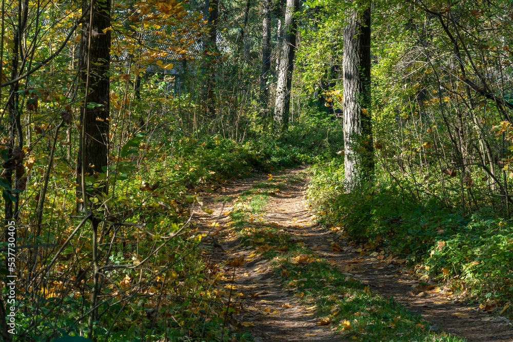 Obraz premium A dirt road passes through the autumn forest. Colorful trees in the autumn season during sunset. Quiet and cozy paths for walking through the forest in the early morning.