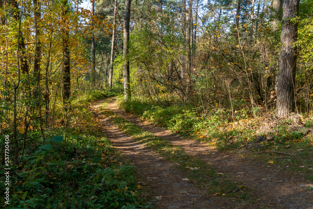 Fototapeta premium A dirt road passes through the autumn forest. Colorful trees in the autumn season during sunset. Quiet and cozy paths for walking through the forest in the early morning.