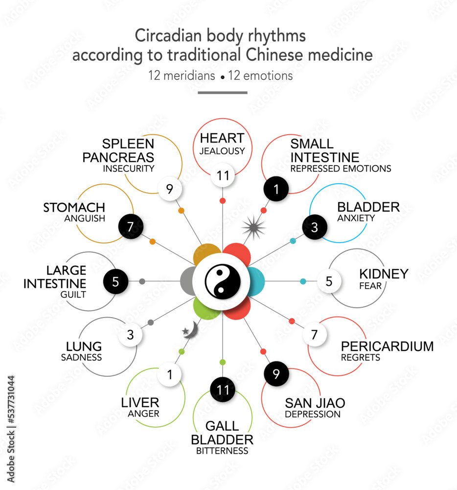 Circadian body rhythm. 12 organs associated with their emotions