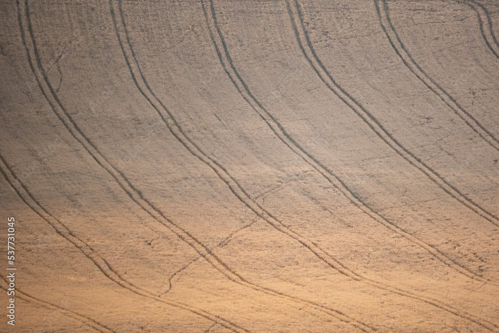 Naklejka premium texture field of wheat
