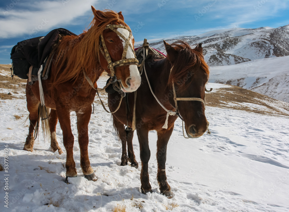 Two saddled horses are resting on the route in the mountains in winter. Two saddled horses are resting on the route in the mountains in winter.
