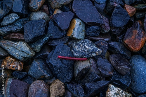 Closeup shot of a red millipede crawling around on wet rocks photo