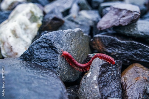Closeup shot of a red millipede crawling around on wet rocks photo
