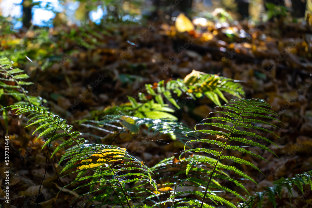 Large leaves of green fern in the autumn forest. Bright and shiny fern leaves illuminated by the rays of the setting sun. Walking in the botanical garden.