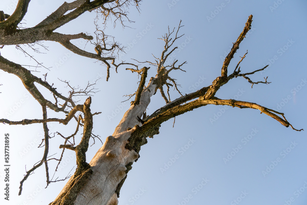 A dry, fat-free tree, eaten by a bark beetle. A sick tree without bark in the desert against a lifeless blue sky. Damaged trees in the forest from pesticides and agrochemicals. A dry, fat-free tree, eaten by a bark beetle. A sick tree without bark in the desert against a lifeless blue sky. Damaged trees in the forest from pesticides and agrochemicals.