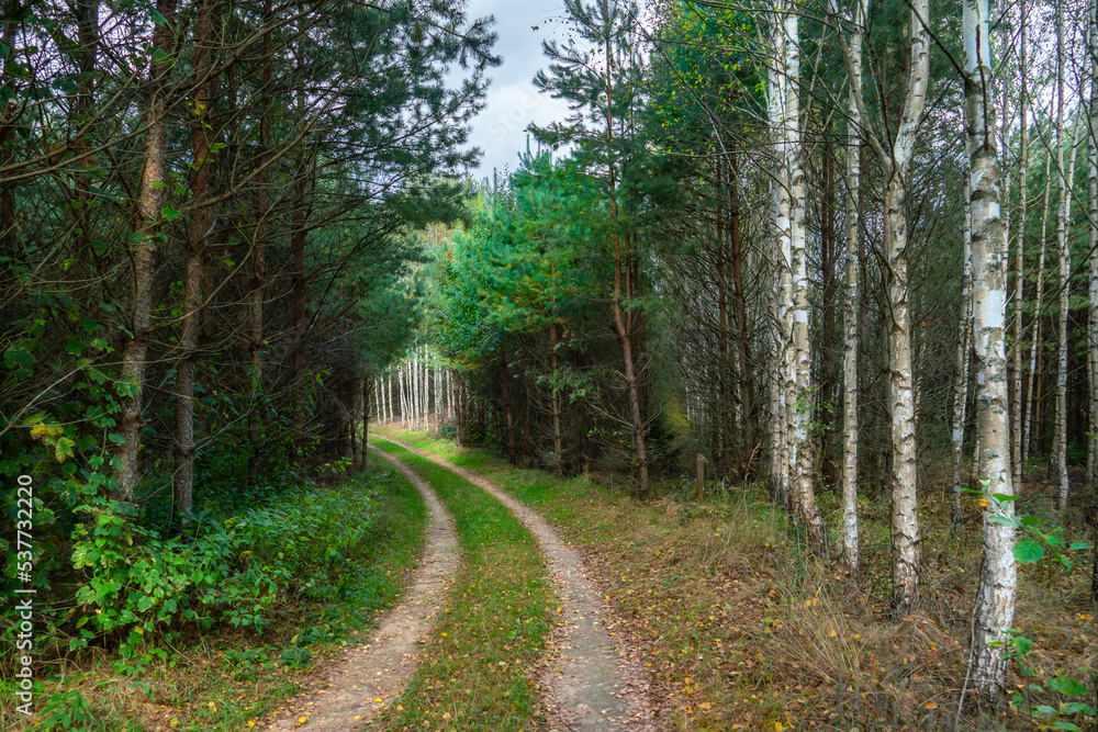 A dirt road passes through the autumn forest. Colorful trees in the autumn season during sunset. Quiet and cozy paths for walking through the forest in the early morning.