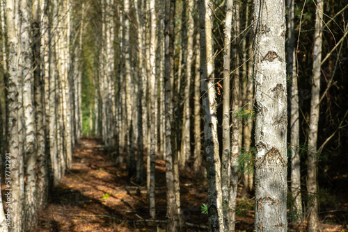 A long birch grove in the Russian forest. An environmentally friendly place for the preparation and collection of birch sap on an industrial scale.
