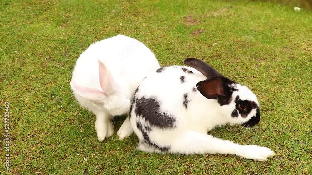 Adult rabbits sit in parks in summer on green grass in Ukraine, an animal Adult rabbits sit in parks in summer on green grass in Ukraine, an animal